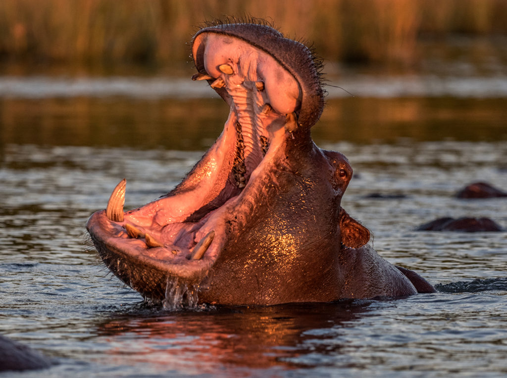 Hippo in the Chobe River, Botswana E-M1 300mm f4