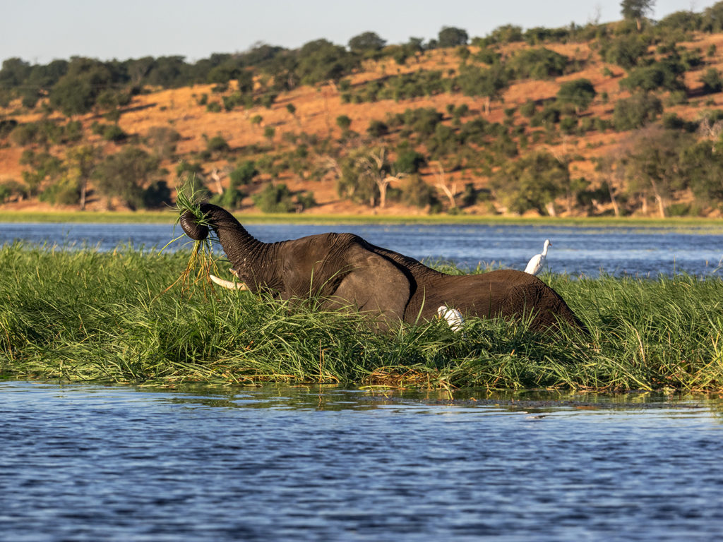 Elephant cooling off in the Chobe River w/friend E-M1 40-150mm f2.8