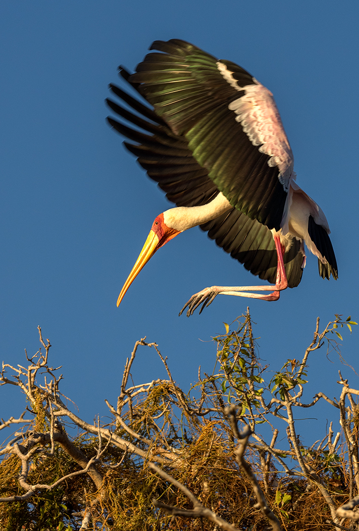 Yellow-billed stork lands on tree in Chobe River, Botswana. Olympus E-M1 40-150mm f2.8 wMC-14 teleconverter