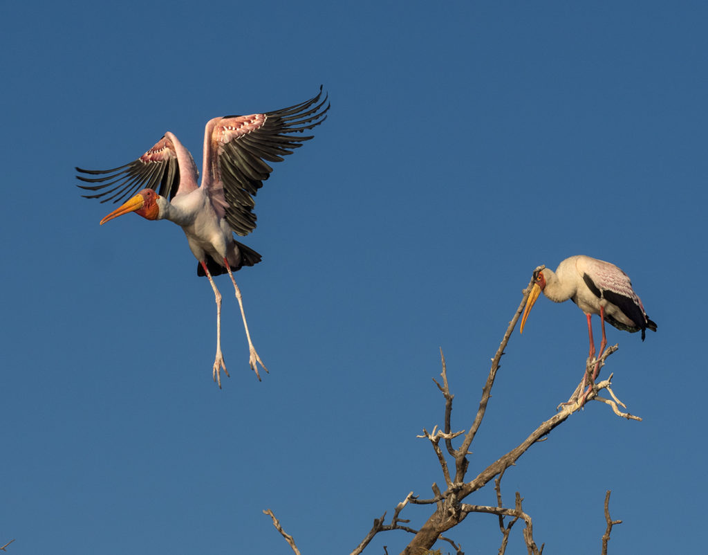 Yellow-billed storks on tree in Chobe River, Botswana E-M1 40-150mm f2.8
