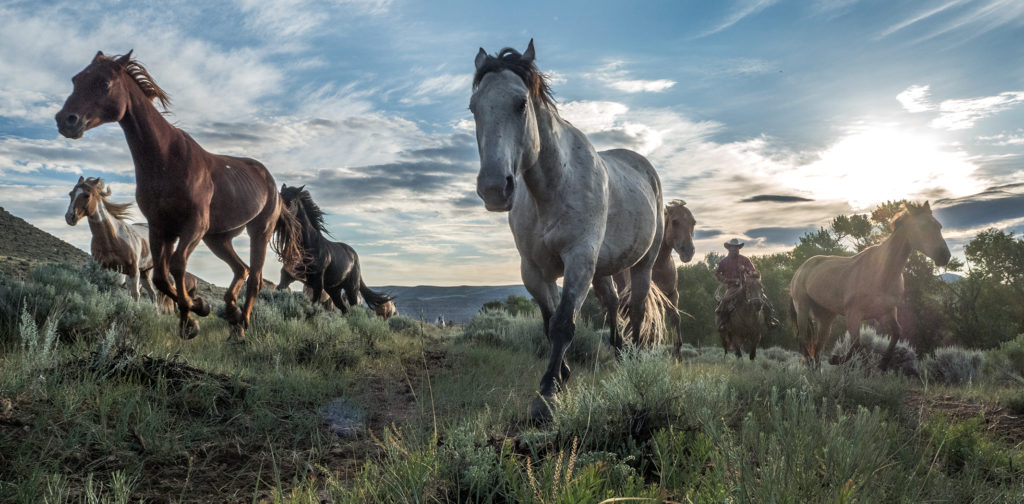 CM Ranch E-M5 MkII, 12mm f2 triggered remotely from iPhone OI-Share app