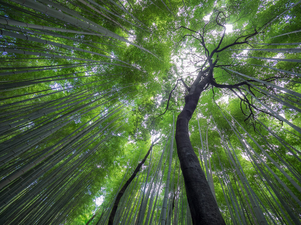 Arashiyama bamboo forest, Kyoto, Japan E-M1 MkII 7-14mm f2.8